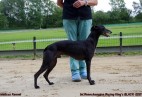 FCI Racing Champion. DE.Ch.BLACK  EDDY  Racing  Kings (D)