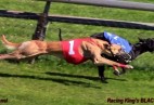 FCI Racing Champion. DE.Ch.BLACK  EDDY  Racing  Kings (D)