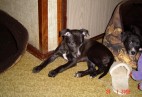  MISS PENNY Aviaticus