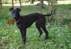  OLIMPIC  BLACK  CAT  Aviaticus