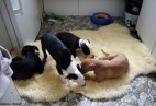 JIM BIM  Aviaticus