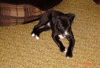  MISS PENNY Aviaticus