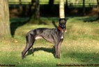 FCI Racing Champion. DE.Ch.BLACK  EDDY  Racing  Kings (D)
