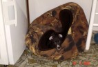  MISS PENNY Aviaticus