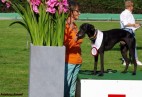 FCI Racing Champion. DE.Ch.BLACK  EDDY  Racing  Kings (D)