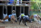 FCI Racing Champion. DE.Ch.BLACK  EDDY  Racing  Kings (D)