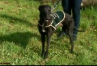 FCI Racing Champion. DE.Ch.BLACK  EDDY  Racing  Kings (D)