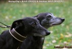 FCI Racing Champion. DE.Ch.BLACK  EDDY  Racing  Kings (D)
