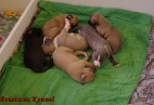 S�odziaki