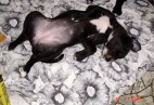  MISS PENNY Aviaticus