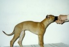  LAMBADA  Aviaticus