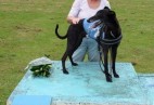 FCI Racing Champion. DE.Ch.BLACK  EDDY  Racing  Kings (D)