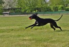  OLIMPIC  BLACK  CAT  Aviaticus