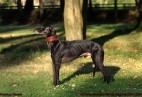 FCI Racing Champion. DE.Ch.BLACK  EDDY  Racing  Kings (D)