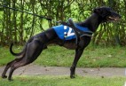 FCI Racing Champion. DE.Ch.BLACK  EDDY  Racing  Kings (D)