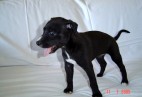  MISS PENNY Aviaticus
