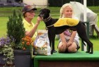 FCI Racing Champion. DE.Ch.BLACK  EDDY  Racing  Kings (D)