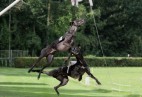 FCI Racing Champion. DE.Ch.BLACK  EDDY  Racing  Kings (D)