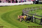 FCI Racing Champion. DE.Ch.BLACK  EDDY  Racing  Kings (D)