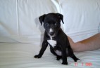  MISS PENNY Aviaticus