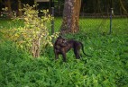  OLIMPIC  BLACK  CAT  Aviaticus
