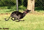OLIMPIC  BEST  LADY  Aviaticus