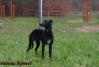 OLIMPIC  BEST  LADY  Aviaticus
