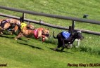 FCI Racing Champion. DE.Ch.BLACK  EDDY  Racing  Kings (D)