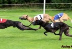FCI Racing Champion. DE.Ch.BLACK  EDDY  Racing  Kings (D)