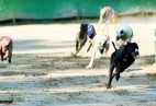 FCI Racing Champion. DE.Ch.BLACK  EDDY  Racing  Kings (D)