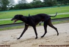 FCI Racing Champion. DE.Ch.BLACK  EDDY  Racing  Kings (D)