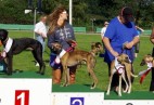 FCI Racing Champion. DE.Ch.BLACK  EDDY  Racing  Kings (D)
