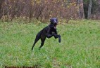 OLIMPIC  BEST  LADY  Aviaticus