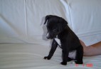  MISS PENNY Aviaticus
