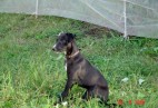  MISS PENNY Aviaticus