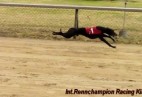 FCI Racing Champion. DE.Ch.BLACK  EDDY  Racing  Kings (D)