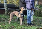 RACING  DUKE  Aviaticus