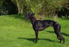  OLIMPIC  BLACK  CAT  Aviaticus