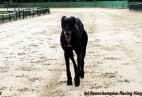 FCI Racing Champion. DE.Ch.BLACK  EDDY  Racing  Kings (D)
