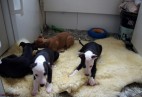 JIM BIM  Aviaticus