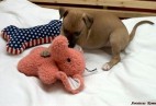  PUPPY LOVE  Aviaticus
