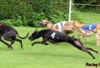 FCI Racing Champion. DE.Ch.BLACK  EDDY  Racing  Kings (D)