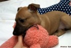 PUPPY LOVE  Aviaticus
