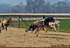 FCI Racing Champion. DE.Ch.BLACK  EDDY  Racing  Kings (D)
