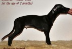  ROYAL RUBY  Aviaticus