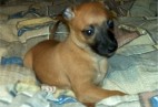  PUPPY LOVE  Aviaticus