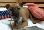  PUPPY LOVE  Aviaticus