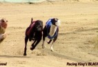 FCI Racing Champion. DE.Ch.BLACK  EDDY  Racing  Kings (D)