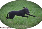 ROCK &  ROLL GIRL  Aviaticus