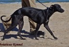OLIMPIC  BEST  LADY  Aviaticus